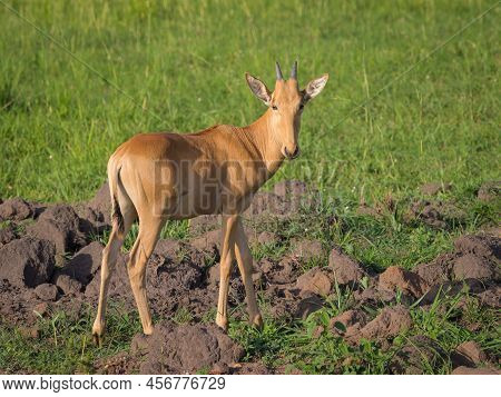 Portrait Of A Hartebeest (alcephalus Lelwel) In Murchison Falls National Park (uganda), Sunny Mornin
