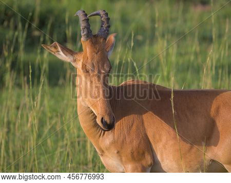 Portrait Of A Hartebeest (alcephalus Lelwel) In Murchison Falls National Park (uganda), Sunny Mornin