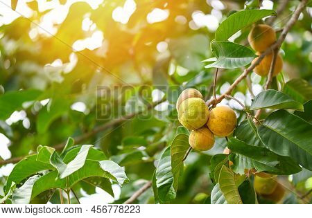 Santol Fruit On Summer In Thailand , Ripe Santol On The Santol Tree Tropical Fruit