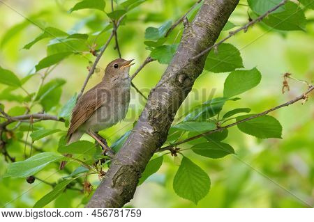 Thrush Nightingale, Luscinia Luscinia. A Bird Sits On A Branch And Sings