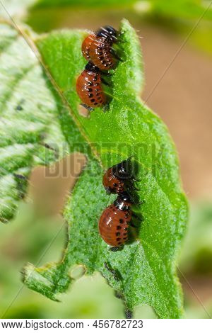 Potato Cultivation Destroyed By Larvae And Beetles Of Colorado Potato Beetle, Leptinotarsa Decemline