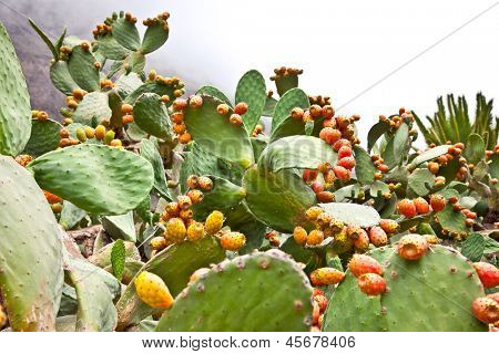 Opuntia ficus-indica cactus at the canary in Tenerife, Spain