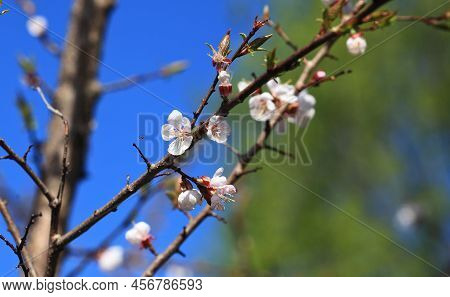 Blooming Cherry Tree In The Home Garden. Cherry Flowers In A Home Garden Close Up. A Bouquet Flowers