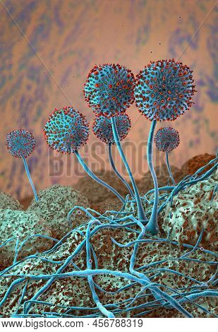 Microscopic Closeup Of Growing Mildew - 3d Illustration