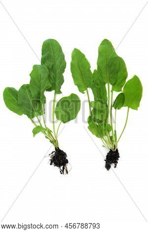 Spinach Plants With Earth Root Balls. Immune System Boosting Healthy Organic Food, High In Antioxida