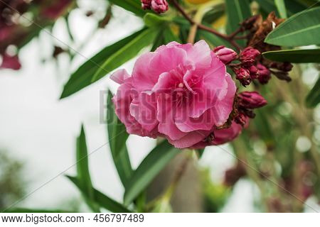 The Bright Red Nerium Oleander Flowers Are So Beautiful