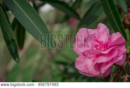 The Bright Red Nerium Oleander Flowers Are So Beautiful