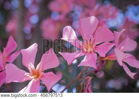 The Bright Red Nerium Oleander Flowers Are So Beautiful