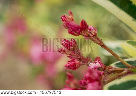 The Bright Red Nerium Oleander Flowers Are So Beautiful