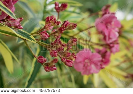 The Bright Red Nerium Oleander Flowers Are So Beautiful