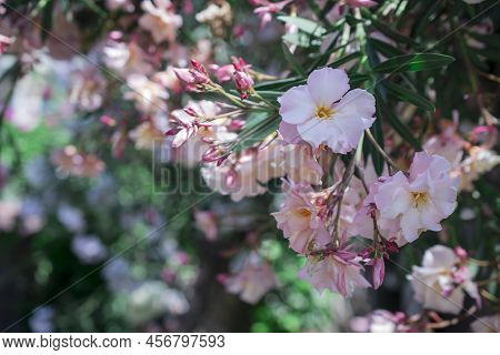 The Bright Red Nerium Oleander Flowers Are So Beautiful