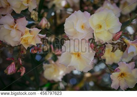 The Bright Red Nerium Oleander Flowers Are So Beautiful