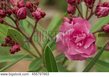 The Bright Red Nerium Oleander Flowers Are So Beautiful