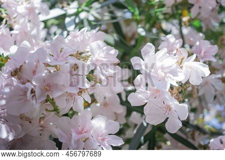 The Bright Red Nerium Oleander Flowers Are So Beautiful