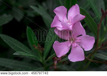 The Bright Red Nerium Oleander Flowers Are So Beautiful