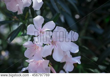 The Bright Red Nerium Oleander Flowers Are So Beautiful
