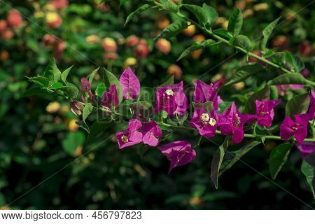 The Bright Red Nerium Oleander Flowers Are So Beautiful