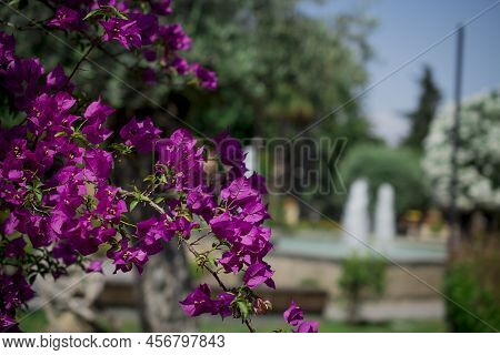 The Bright Red Nerium Oleander Flowers Are So Beautiful