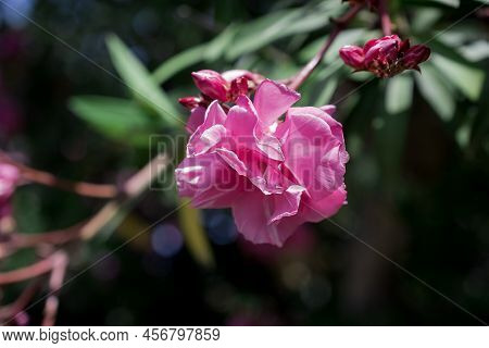 The Bright Red Nerium Oleander Flowers Are So Beautiful
