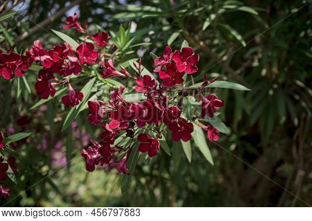 The Bright Red Nerium Oleander Flowers Are So Beautiful