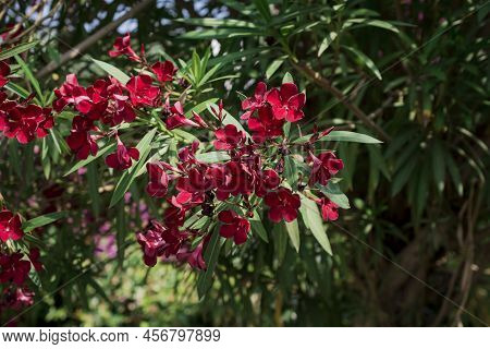 The Bright Red Nerium Oleander Flowers Are So Beautiful