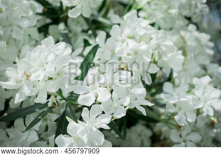 The Bright Red Nerium Oleander Flowers Are So Beautiful