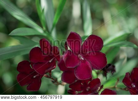 The Bright Red Nerium Oleander Flowers Are So Beautiful