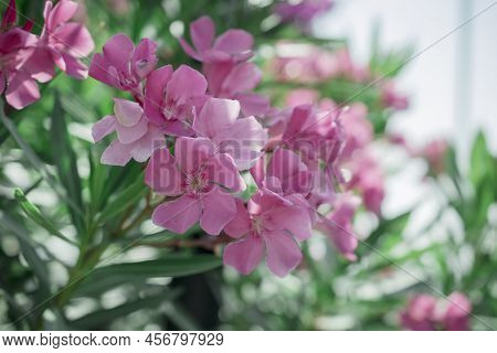 The Bright Red Nerium Oleander Flowers Are So Beautiful