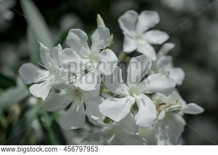 The Bright Red Nerium Oleander Flowers Are So Beautiful