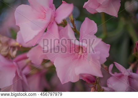 The Bright Red Nerium Oleander Flowers Are So Beautiful