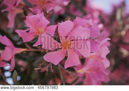 The Bright Red Nerium Oleander Flowers Are So Beautiful
