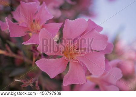 The Bright Red Nerium Oleander Flowers Are So Beautiful