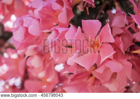 The Bright Red Nerium Oleander Flowers Are So Beautiful