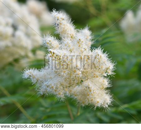Inflorescences Of Sorbaria Sorbifolia (latin Sorbaria Sorbifolia) Or False Spirea