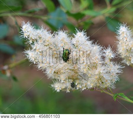 Inflorescences Of Sorbaria Sorbifolia (latin Sorbaria Sorbifolia) Or False Spirea