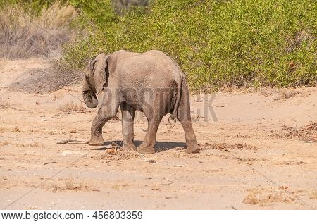 Impression Of An African Desert Elephant - Loxodonta Africana- Wandering In The Desert In North West