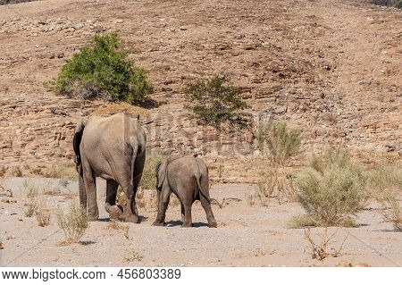 Closeup Of Two African Desert Elephant - Loxodonta Africana- Wandering In The Desert In North Wester