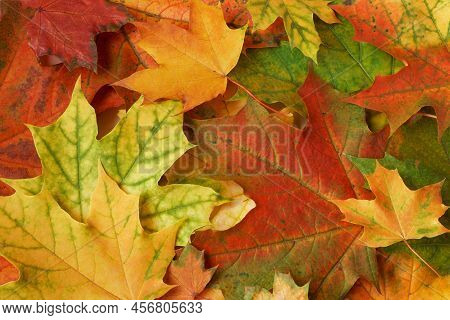 Colorful Red And Yellow Autumn Leaves Wallpaper. Abstract Backplate For Fall Design Projects. First 