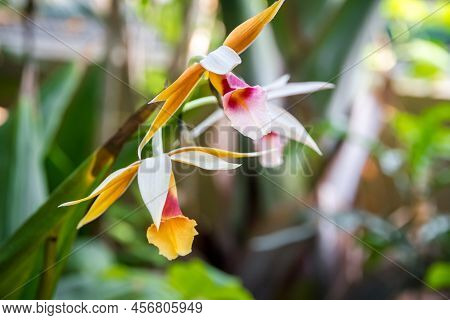 Orchid Flower, Phaius Wallichii. Tropical Floral Background