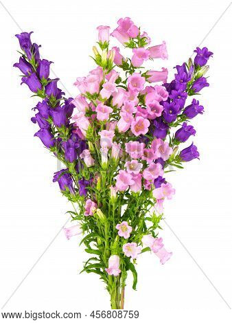 Campanula Medium Flowers Isolated On White Background. Bouquet Of Canterbury Bells Or Bell Flower