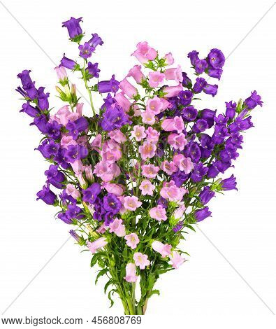 Campanula Medium Flowers Isolated On White Background. Bouquet Of Canterbury Bells Or Bell Flower