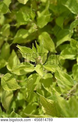 Upright Pellitory In The Garden In Spring