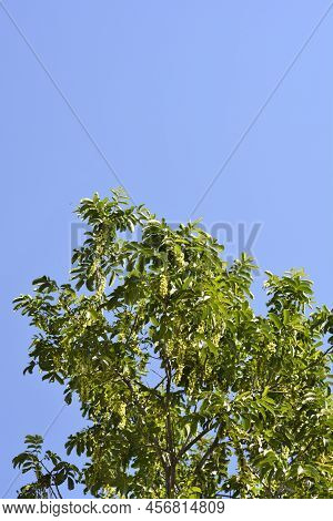Caucasian Wingnut Tree Agains Blue Sky In The Spring
