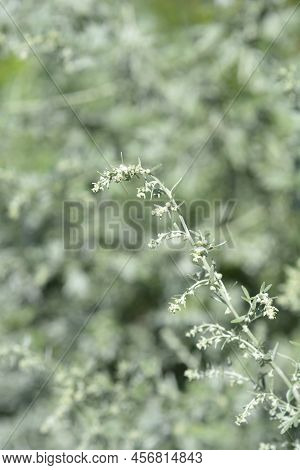 Common Wormwood Flower Buds In The Garden
