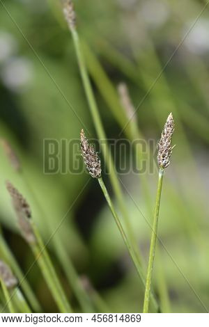 Common Spike-rush In The Pond In Spring