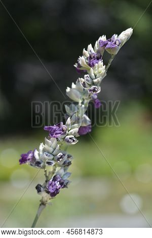 Powdery Alligator-flag Purple  Flowers In The Spring