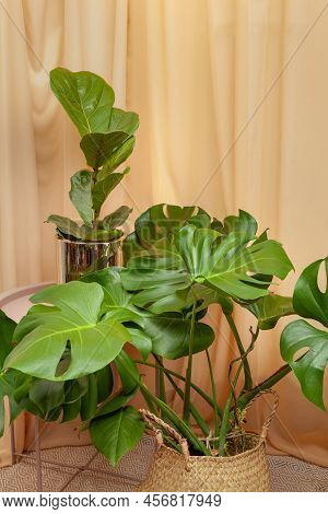 Still Life With Plants On A Brown Curtains Background.