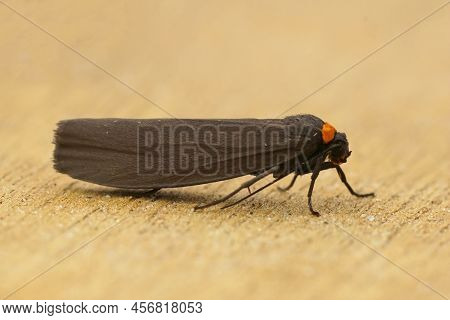 Detailed Closeup On The Black Colored Red-necked Footman,atolmis Rubricollis Sitting On Wood