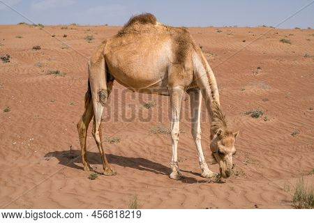 Detail Shot Of Camelus Dromedarius, Arabian, Or Also Dromedary Camel Feeding On Bushes On A Hot Day 