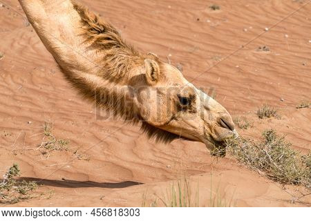 Detail Shot Of Head And Neck Of Arabian, Or Also Dromedary Camel Feeding On Bushes On A Hot Day In T